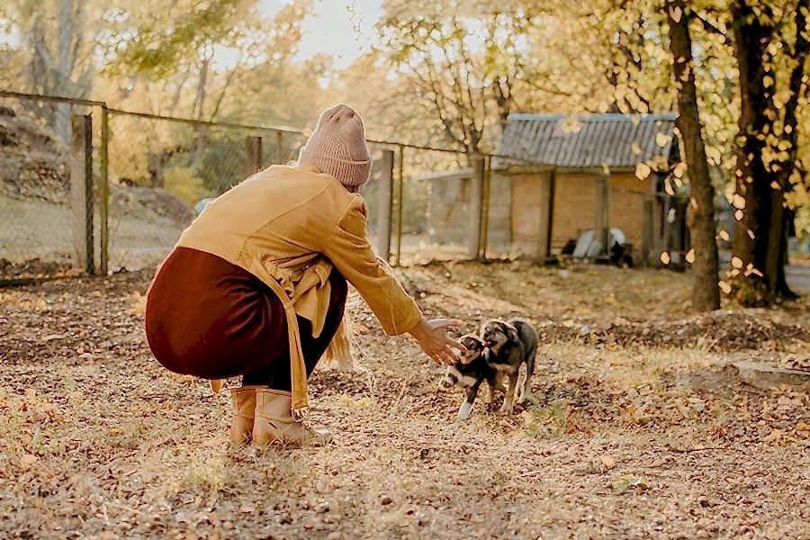 woman playing with shelter puppies in fall